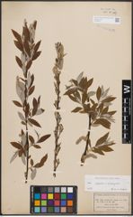 Foto von Salix caprea L. x Salix eleagnos Scop.